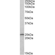 abx431547 (0.5 µg/ml) staining of A431 (35 µg protein in RIPA buffer). Detected by chemiluminescence.