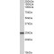 Guanosine Triphosphatase Ran (RAN) Antibody