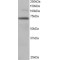 Ran GTPase-Activating Protein 1 (RANGAP1) Antibody