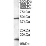 abx431556 (0.01 µg/ml) staining of HepG2 lysate (35 µg protein in RIPA buffer). Primary incubation was 1 hour. Detected by chemiluminescence.