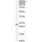 Retinol Binding Protein 4, Plasma (RBP4) Antibody