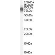 abx431560 (0.03 µg/ml) staining of Human Tonsil lysate (35 µg protein in RIPA buffer). Detected by chemiluminescence.