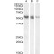 Nuclear Receptor ROR-Gamma (RORC) Antibody