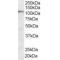 U4/U6.U5 Tri-SnRNP-Associated Protein 1 (SART1) Antibody