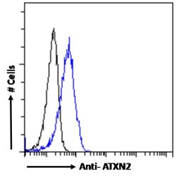 Ataxin 2 (ATXN2) Antibody