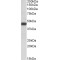 Stromal Cell Derived Factor 4 (SDF4) Antibody