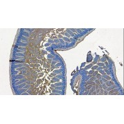 Immunohistochemistry analysis of paraffin-embedded Mouse small intestine using Slc10a2 Antibody (6 µg/ml). Heat induced antigen retrieval in citrate buffer, pH 6, HRP-staining.