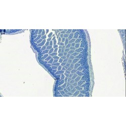 Slc10a2 Antibody