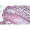 Solute Carrier Family 12 Member 2 (SLC12A2) Antibody