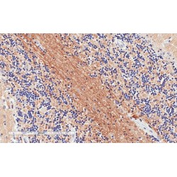 Synaptosomal-Associated Protein 25 (SNAP25) Antibody