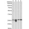 MNSOD Antibody