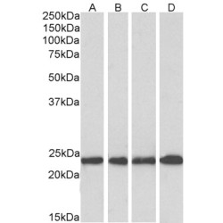 MNSOD Antibody