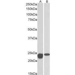 MNSOD Antibody