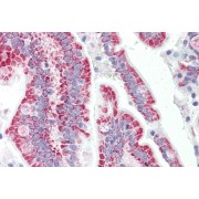 abx431604 (5 µg/ml staining of paraffin embedded Human Small Intestine. Steamed antigen retrieval with citrate buffer pH 6, AP-staining.