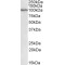 Signal Transducer And Activator of Transcription 5A (STAT5A) Antibody