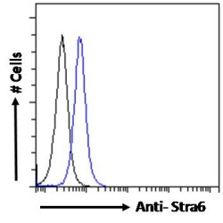 Stimulated By Retinoic Acid 6 (Stra6) Antibody