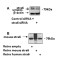 Stimulated By Retinoic Acid 6 (STRA6) Antibody