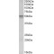 Synaptotagmin-2 (Syt2) Antibody