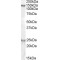 mKIAA0319 Antibody