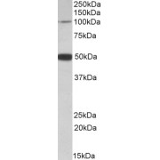 abx431630 (0.5 µg/ml) staining of Human Cerebellum lysate (35 µg protein in RIPA buffer). Primary incubation was 1 hour. Detected by chemiluminescence.