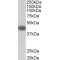 Tribbles Pseudokinase 1 (Trib1) Antibody