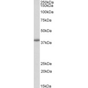 abx431633 (0.3 µg/ml) staining of Mouse Lung lysate (35 µg protein in RIPA buffer). Primary incubation was 1 hour. Detected by chemiluminescence.