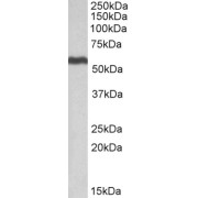 abx431649 (0.5 µg/ml) staining of Human Liver lysate (35 µg protein in RIPA buffer). Primary incubation was 1 hour. Detected by chemiluminescence.