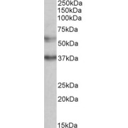 abx431653 (0.5 µg/ml) staining of K562 lysate (35 µg protein in RIPA buffer). Primary incubation was 1 hour. Detected by chemiluminescence.