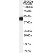 abx431657 (0.03 µg/ml) staining of Human Heart lysate (35 µg protein in RIPA buffer). Detected by chemiluminescence.