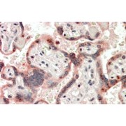 abx431658 (3.8 µg/ml staining of paraffin embedded Human Placenta. Steamed antigen retrieval with citrate buffer pH 6, AP-staining.