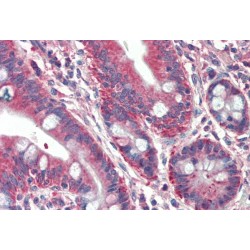 RUN And FYVE Domain Containing 1 (RUFY1) Antibody