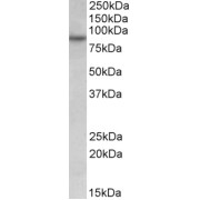 abx431659 (0.05 µg/ml) staining of HeLa lysate (35 µg protein in RIPA buffer). Detected by chemiluminescence.