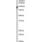 Neuroligin 2 Antibody