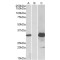 BTB/POZ Domain-Containing Protein KCTD11 (KCTD11) Antibody