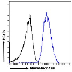 Arrestin Beta 2 (ARRB2) Antibody