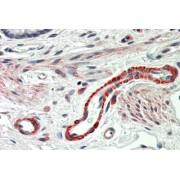 abx431668 5 µg/ml staining of paraffin embedded Human Colon. Steamed antigen retrieval with citrate buffer pH 6, AP-staining.