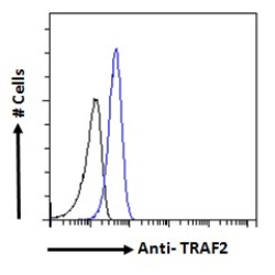 TNF Receptor Associated Factor 2 (TRAF2) Antibody