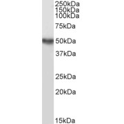 abx431684 (0.1 µg/ml) staining of Human Ovary lysate (35 µg protein in RIPA buffer). Detected by chemiluminescence.