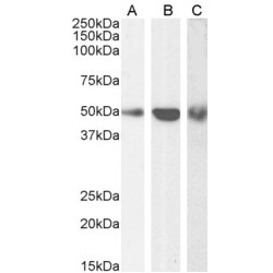 TNF Receptor Associated Factor 2 (TRAF2) Antibody