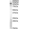 Short Transient Receptor Potential Channel 4 (TRPC4) Antibody