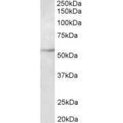 abx431689 (2 µg/ml) staining of HepG2 lysate (35 µg protein in RIPA buffer). Primary incubation was 1 hour. Detected by chemiluminescence.