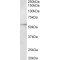 Tubulin Beta 3 (TUBB3) Antibody