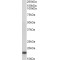 SUMO-Conjugating Enzyme UBC9 (UBE2I) Antibody