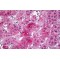 Upstream-Binding Protein 1 (UBP1) Antibody