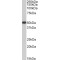 Vasodilator-Stimulated Phosphoprotein (VASP) Antibody