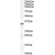 abx431701 (0.3 µg/ml) staining of Human Heart lysate (35 µg protein in RIPA buffer). Primary incubation was 1 hour. Detected by chemiluminescence.