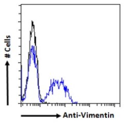 Vimentin (VIM) Antibody