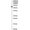 Vacuolar Protein Sorting-Associated Protein 45 (VPS45) Antibody