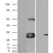 HEK293 overexpressing WISP1 with C-terminal tag (DYKDDDDK) and probed with anti-DYKDDDDK in the left panel and with abx431710 in the right panel (mock transfection in first lane in each panel).