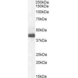 WNT1 Inducible Signaling Pathway Protein 1 / WISP1 (CCN4) Antibody